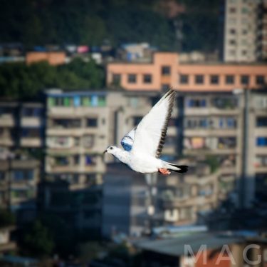 #nikon #lovebirds #birdphoto #piczzz #picofday #pigeon #lovetowatchyouleave #lovetowatchyouplay #becalm #bnesimppl #lovepics #snapseed #photographyislife #photographyeveryday…