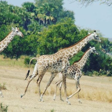 Amazing shot from Selous Game Reserve in .. Contact us for Wildlife safaris and…
