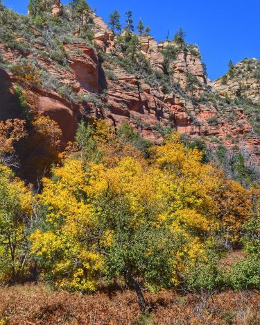 After crossing the bridge, the #westforktrail crosses a meadow that was full of #fallcolors…