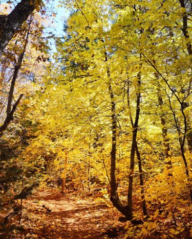 Sometimes in the woods today, between the sunlight and the #fallleaves it felt as…