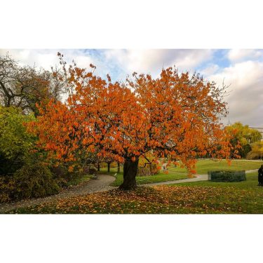 Herbst in Berlin #berlin #berlinberlin #berlincity #berlingram #herbst #autumnlove #fall #herbstfarben #colorsoffall @ @autumn__mood…