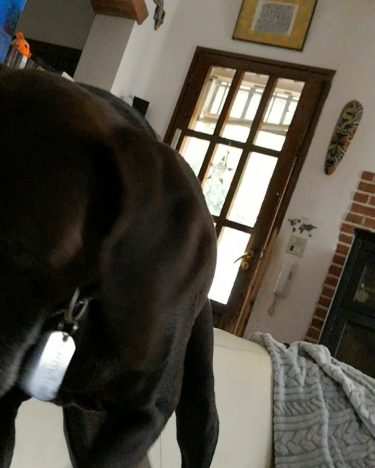 Potrebbe andare avanti all’infinito se non mi metto a giocare con lui! #love #lovepets…
