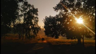 Nov 2017 Kanha National Park, MP #repost We drove to Kanha – Kisli after…