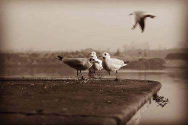 #yamunaghatdelhi #sunrise_sunset #beautyshoot #snapwithritu #bnesimppl #blackandwhite #mypixeldiary #camerawalebhaiya #photoofthedayy #indianstoriesIS #indianstories #streetbloggers #streetartistry #streetframe…