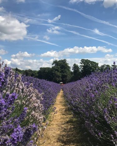 Mayfield Lavender Field (2017) . . . . . . . . . .…