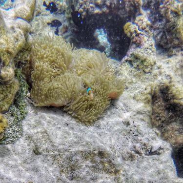 Hiya Nemo!! ️ #coralgarden #driftsnorkel #frenchpolynesia #southpacific #tahaa #travel #travelphotography #instatravel #tourism #travel gram…