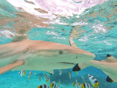 “Wait, you weren’t actually in there swimming around with all of those sharks, were…