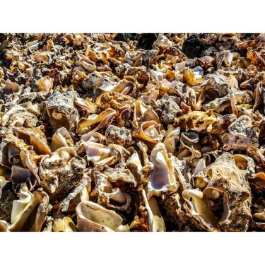 Tonnen von Muschelschalen. “Muschelfriedhof” nennen es die Einheimischen. Das Fleisch wird auf dem Markt…