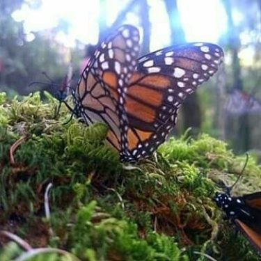 Experiencia “mariposa monarca” la primera vez que las veo en tal multitud, una experiencia…