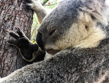 ???????? Koalita en Magnetic Island, Queensland, Australia. . Viernes de ternuras. Paseando por “The…
