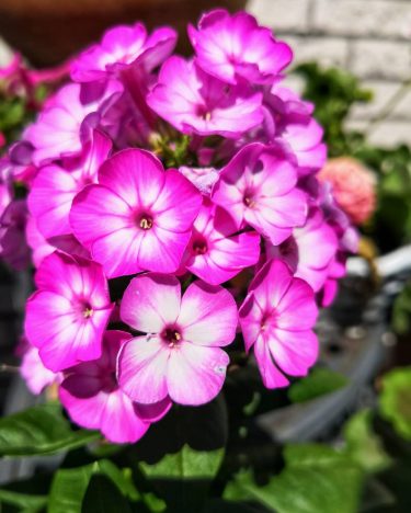 #the_mobile_gallery #bnesimppl #pic #picoftheday #summer #summervibes #tourist #travelgram #photography #color #sun #scenery #sunny #flowers…