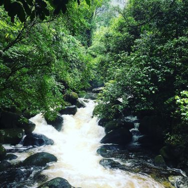 Wairere Falls, New Zealand #csmidlifegapyear #memories #travel #travelblogger #travelbug #tbt #photo #adventure #amemoryaday #photooftheday…