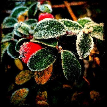 #fotoartistiche #bnesimppl #fotartplgz #pierluigizag Edited with: @carbonblackandwhite _ #wintertime #winterwonderland #winteriscoming #winter2012 #nature #winter&hellip;