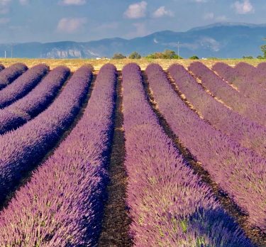 ???????? Provenza Giugno 2018 I colori e i profumi della lavanda nel massimo della…