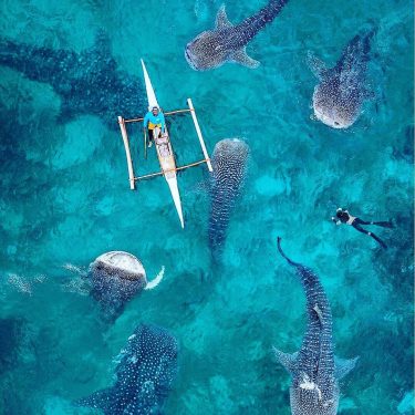 Is kayakin with whale sharks on your bucket list? looks scary to me ………………………………………………………………………………⠀…