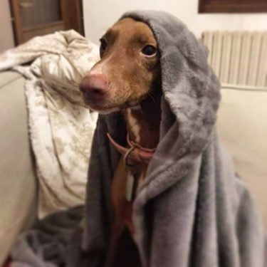 Nocciolina ???? #love #lovepets #petsofinstagram #petsoninstagram #instapets #petsofig #petoftheday #dogs #dogsofinstagram #dogsoninstagram #dogslife #dogstyle…