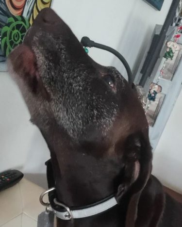 Quello che succede tutte le mattine al risveglio in casaAra #love #lovepets #petsofinstagram #kurzaar…