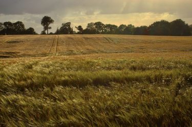 A peaceful meadow at sunset. The perfect place for a wine and dine picnic!…