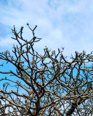 Skeletal skies . . . . . . @yourshot_india @ @indiapictures @ @cntravellerindia @photographers_of_india @igramming_india @ @lonelyplanetindia @ @ @indian_photography_club_ @indiaculturalhub @click_india_click @travelrealindia @ @igersofindia @travelrealindia @indiangraphers2 @streetphotographyindia…