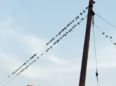 Birds …. #bnesimppl