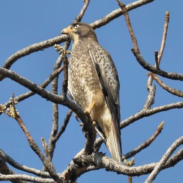 #birds #bird_lovers #birdphotography #birdsofinstagram #bird #bird_watchers_daily #wildbird #hawk #wildlifeindia #wildlifephotography #wilderness #wildlife #beautiful #bestoftheday…