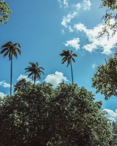 you know you have found paradise when you have found palm trees