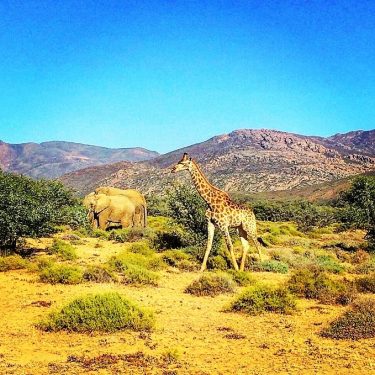 Some of the many animal kingdom friends @katg0esme0w encountered during her South Africa travels!…