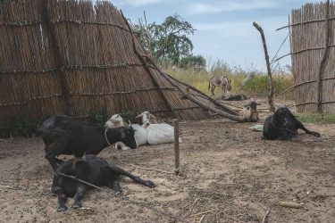 Although most of the Gambian country folk don’t have a lot of money in…