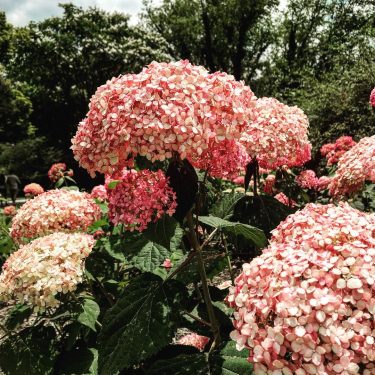 No trip to Asheville, NC is complete without a stop to the Biltmore Estate.…