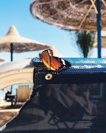 Butterfly’s sunbathing as well️