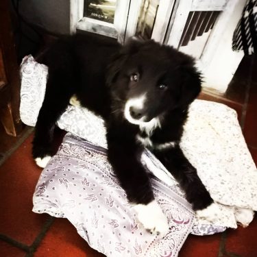 Piccole pesti crescono. Masha. #love #lovepets #petsofinstagram #petsoninstagram #instapets #petsofig #petoftheday #dogs #dogsofinstagram #dogsoninstagram…