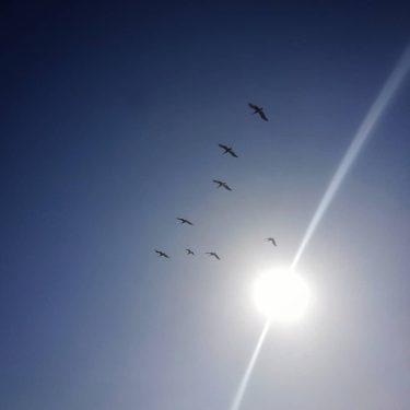 Free and blue!! . . . #love #nature #lovenature #sky #sun #bluesky #gaviota #beachlife…