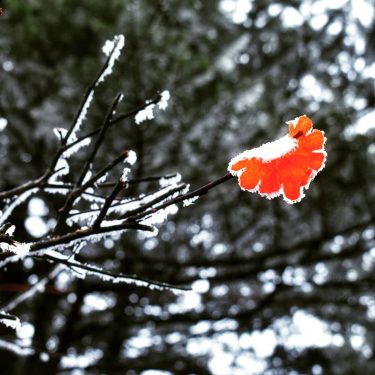 The Survivor!! When the snows fall and white winds . . #snowtime #colors #lonewolf…