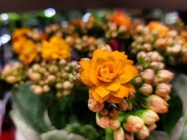 #khmer #flowers #nice #photography #bnesimppl #cambodia #plants #happy #cute #nicepic #new #tree #orange #fresh…