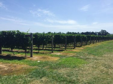 Vineyards a plenty, who doesn’t love wine must visit place for impeccable view, beautiful…