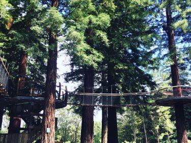 Redwoods Treewalk, Rotorua; New Zealand #csmidlifegapyear #memories #travel #travelblogger #travelbug #tbt #photo #adventure #amemoryaday…