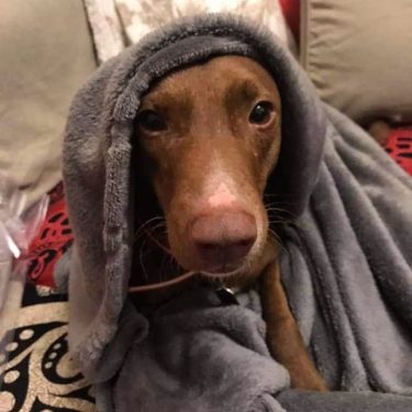 Nocciolina. ???? #love #lovepets #petsofinstagram #petsoninstagram #instapets #petsofig #petoftheday #dogs #dogsofinstagram #dogsoninstagram #dogslife #dogstyle…