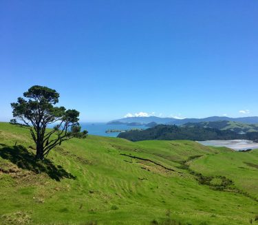 Waikato, New Zealand #csmidlifegapyear #memories #travel #travelblogger #travelbug #tbt #photo #adventure #amemoryaday #photooftheday #apictureaday …