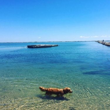 Une petite trempette #provincetown #dog #travelwithdogs #dogsofinstagram #explorewithdogs #roadtrip #usa #campinglife #love #free #dogoftheday…