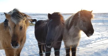 Made new friends today #icelandhorse #iceland #iceland???????? #travelphotography #traveling #travelgram #travel #photographie #horse #nature…