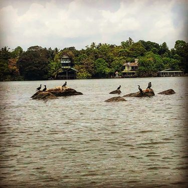 On our way to the cinnamon island. Beautiful migratory birds around. #srilanka #throwback #travel…