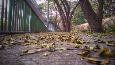 Anyone Who Think Fallen Leaves Are Dead Has Never Watched Them Dancing On A…