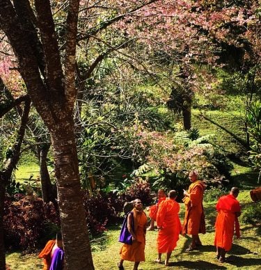 And the best scene of the day …️ #wherelifeisstillbeautiful #sakurachiangmai #specialmoments #spiritday #feelingblessed #feelingloved…