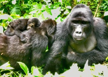 Lui il capo della foresta, con la famigliola al completo, ci fa dono della…