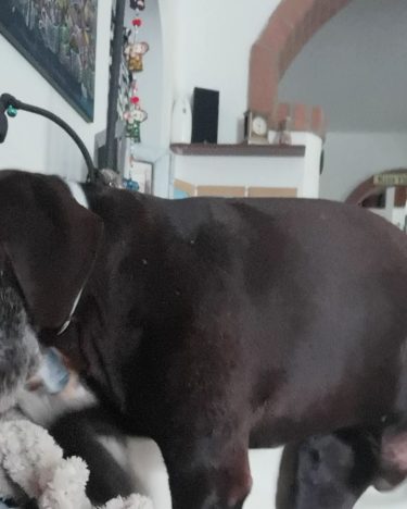 Quello che succede tutte le mattine al risveglio in casaAra #love #lovepets #petsofinstagram #kurzaar…