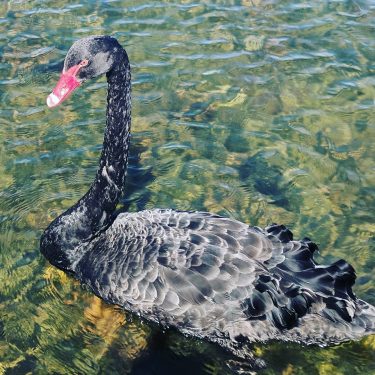Enjoying being so close to #nature and got too see a #blackswan for the…