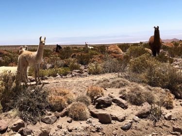 Hiking buddies. . . . #llama #llamas #hiking #hikingday . #atacama #chile #lake #mountains…