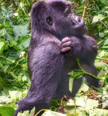 Questa esperienza romana una della più belle della mia vita. L’incontro con il Gorilla&hellip;
