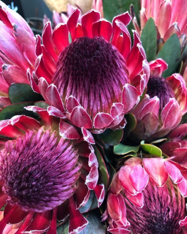How are beautiful are these? • • • #travel #traveling #visiting #instatravel #instablogger #instagood…