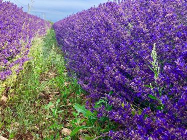 ???????? Provenza Giugno 2018 I colori e i profumi della lavanda nel massimo della…